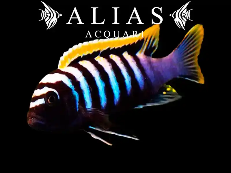 Cynotilapia afra Red top Likoma Island