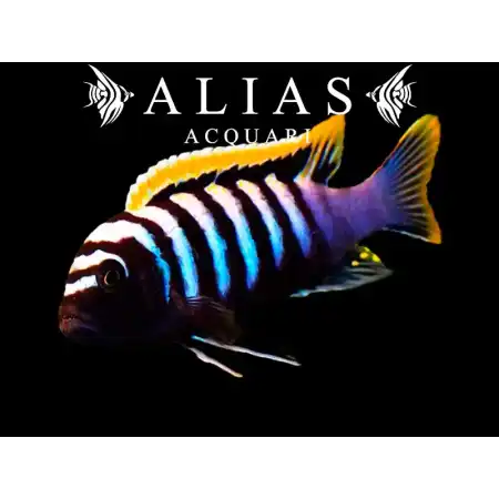 Cynotilapia afra Red top Likoma Island