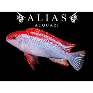 Pseudotropheus sp. red top ndumbi