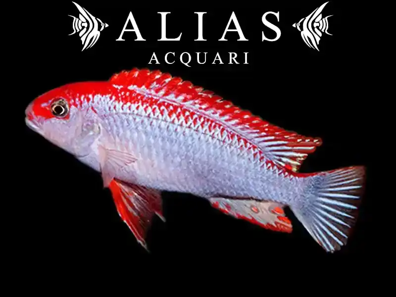 Pseudotropheus sp. red top ndumbi