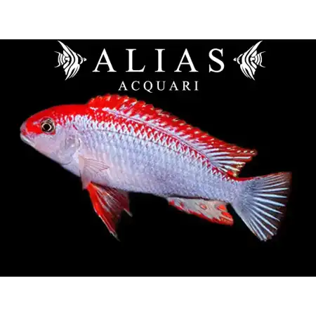 Pseudotropheus sp. red top ndumbi