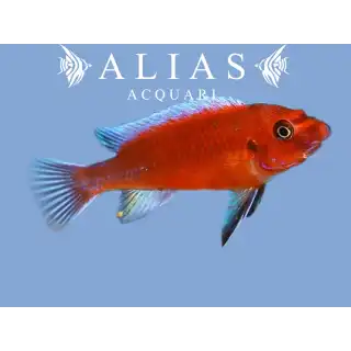 Labeotropheus Trewavasae red