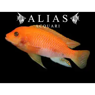 Pseudotropheus Zebra red + red