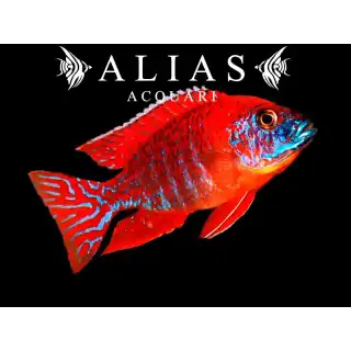 Aulonocara sp. Ruby red