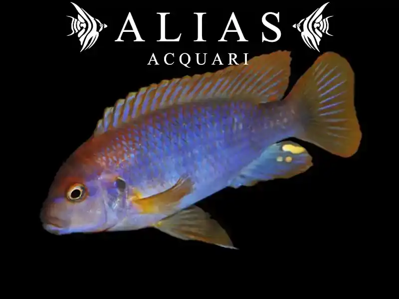 Iodotropheus sprengerae