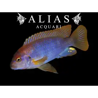 Iodotropheus sprengerae