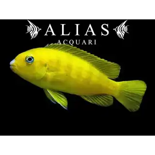 Pseudotropheus Saulosi