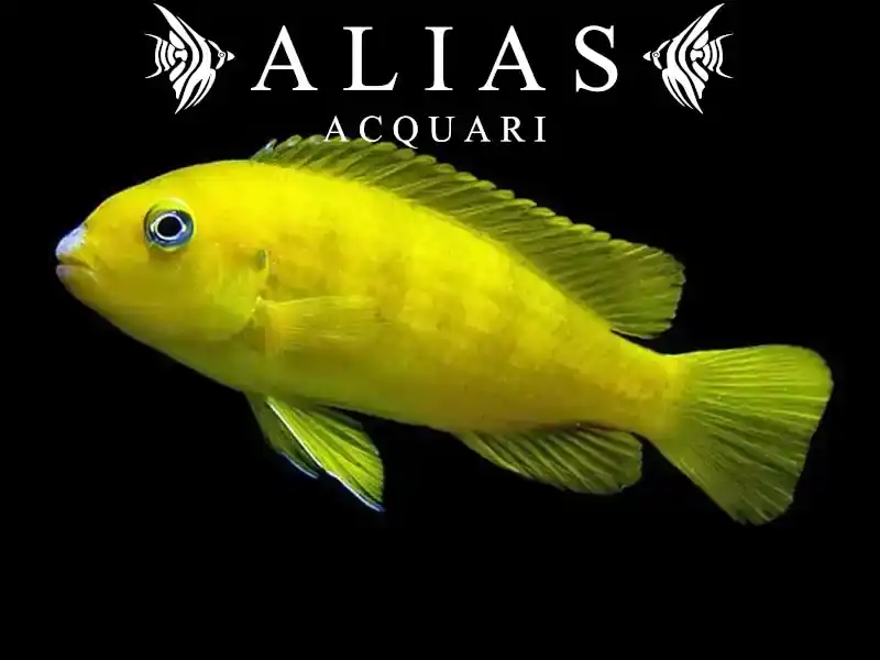 Pseudotropheus Saulosi