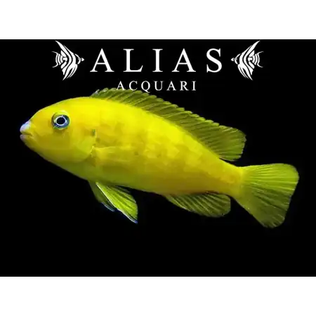 Pseudotropheus Saulosi