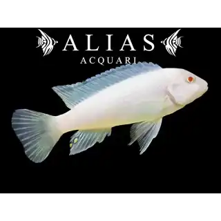 Pseudotropheus Socolofi albin