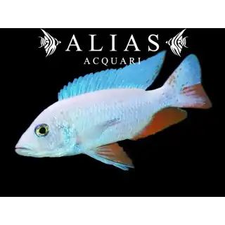 Sciaenochromis fryeri «Snow White»