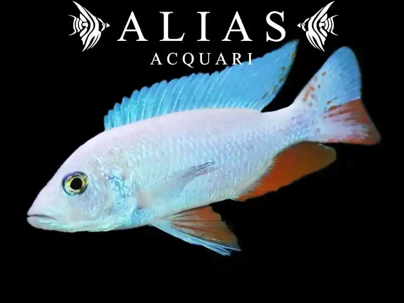 Sciaenochromis fryeri «Snow White»