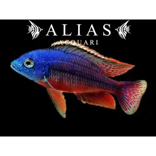 Protomelas Teaniolatus