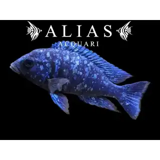 Placidochromis Phenochilus
