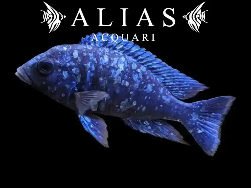 Placidochromis Phenochilus
