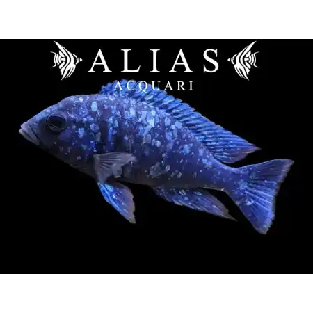 Placidochromis Phenochilus