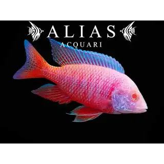 Aulonocara sp. Red pink albino