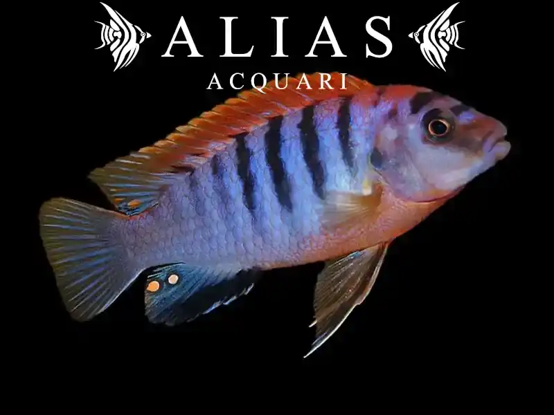 Labidochromis Hongi sweden