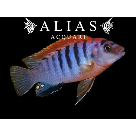 Labidochromis Hongi sweden