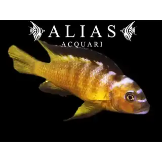 Pseudotropheus Elongatus usisya mara rock