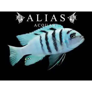 Cynotilapia Afra white