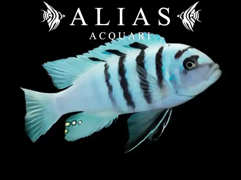 Cynotilapia Afra white