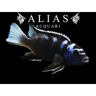 Pseudotropheus Acei ngara