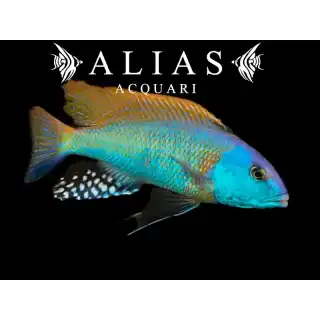 Buccochromis Rhoadesii Yellow