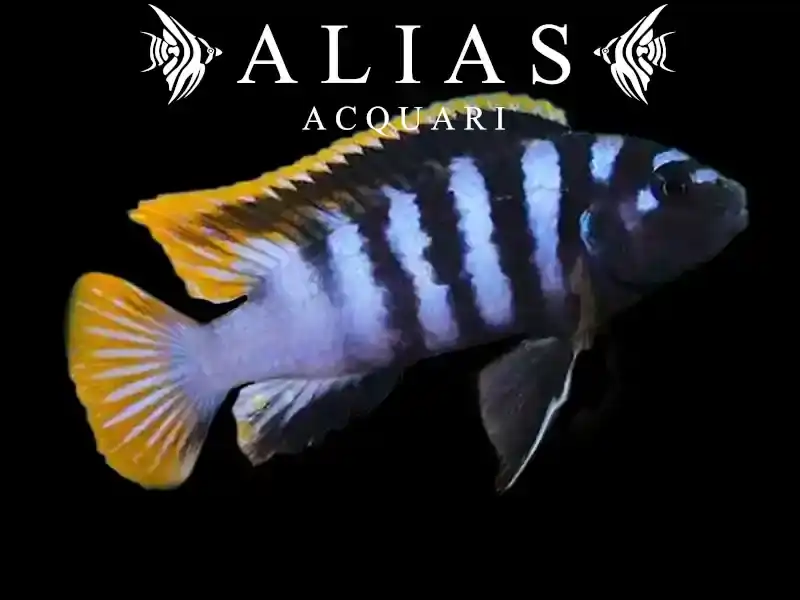 Labidochromis sp. Mbamba