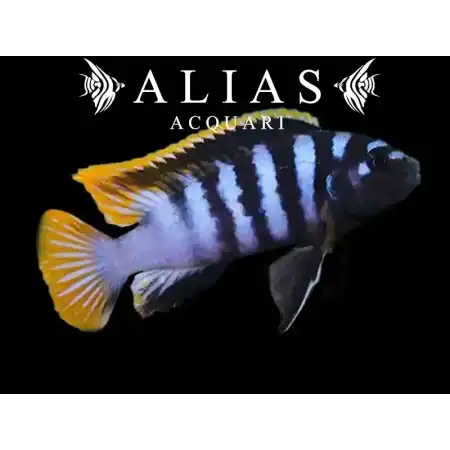 Labidochromis sp. Mbamba