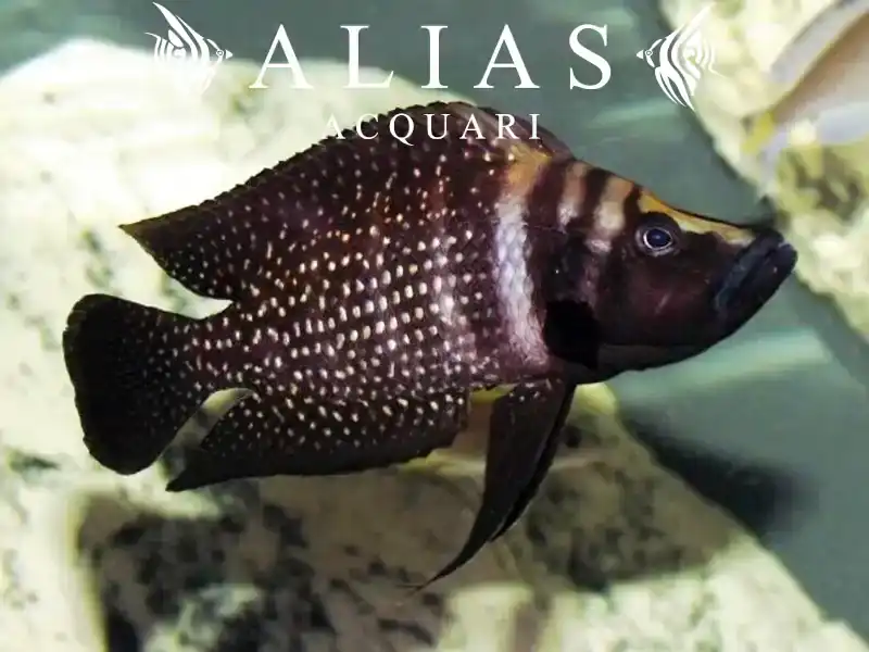 Altolamprologus calvus «Black Pectoral»