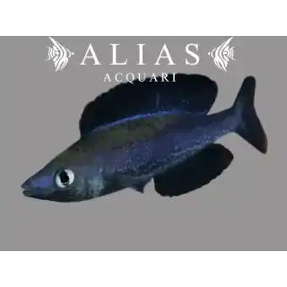 Cyprichromis microlepidotus «Kiriza Black»