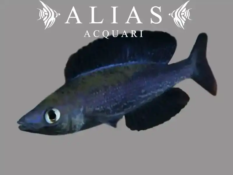 Cyprichromis microlepidotus «Kiriza Black»