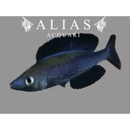 Cyprichromis microlepidotus «Kiriza Black»