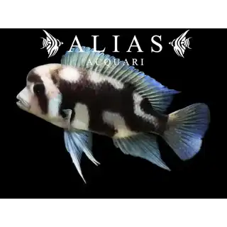 Cyphotilapia frontosa «Black Widow»