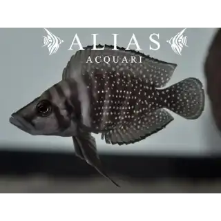 Altolamprologus calvus «Zaire Blackfin»