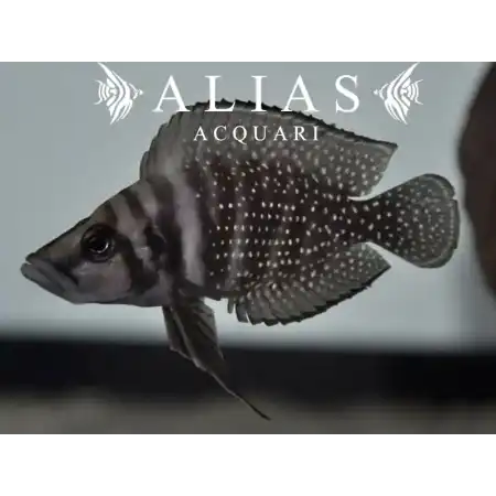 Altolamprologus calvus «Zaire Blackfin»