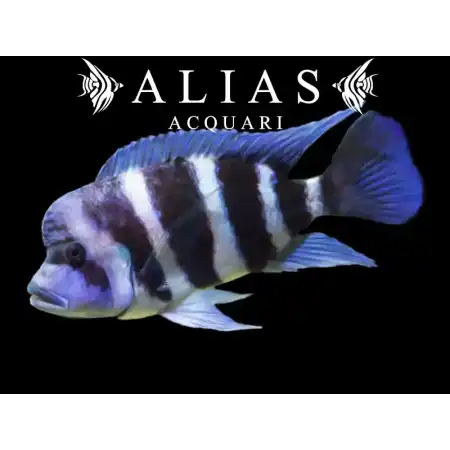 Cyphotilapia frontosa «Mpimbwe Blue»