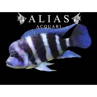 Cyphotilapia frontosa «Mpimbwe Blue»