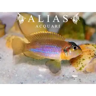 Lamprologus ocellatus «Blue»