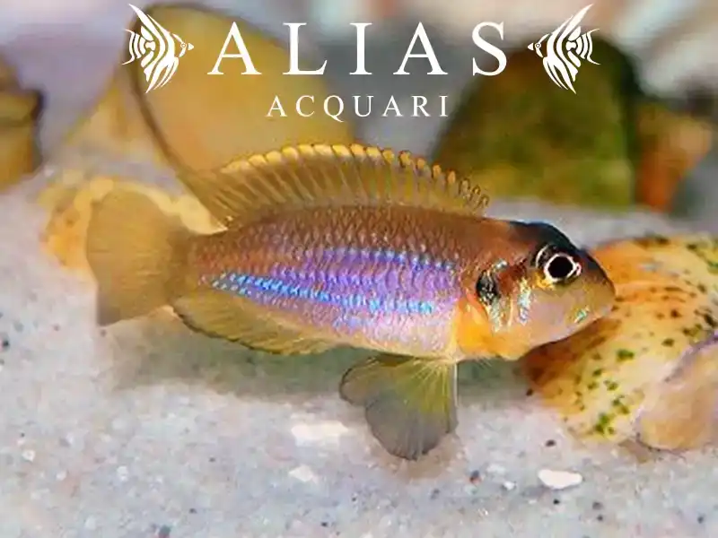 Lamprologus ocellatus «Blue»
