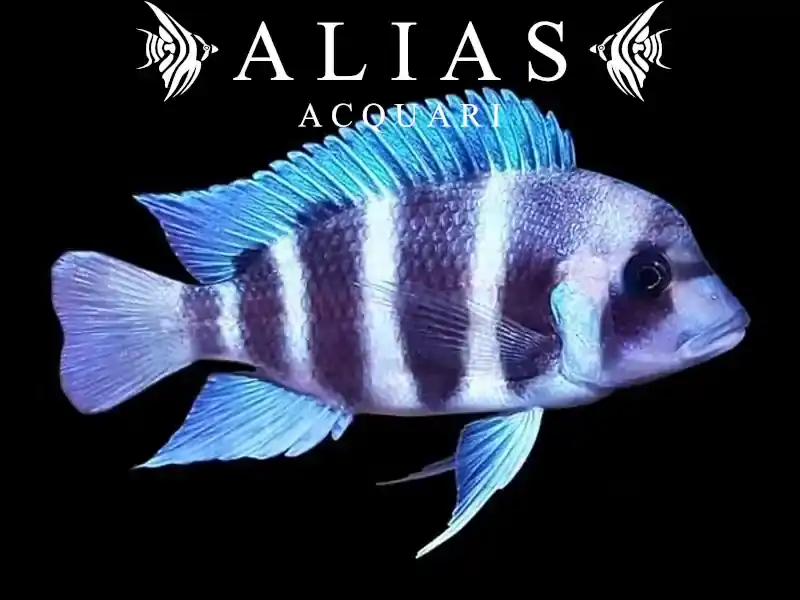 Cyphotilapia frontosa «Zambia Blue»