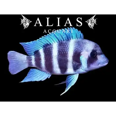 Cyphotilapia frontosa «Zambia Blue»