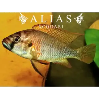 Astatotilapia Burtoni
