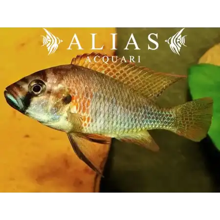 Astatotilapia Burtoni