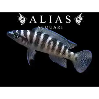 Neolamprologus cylindricus