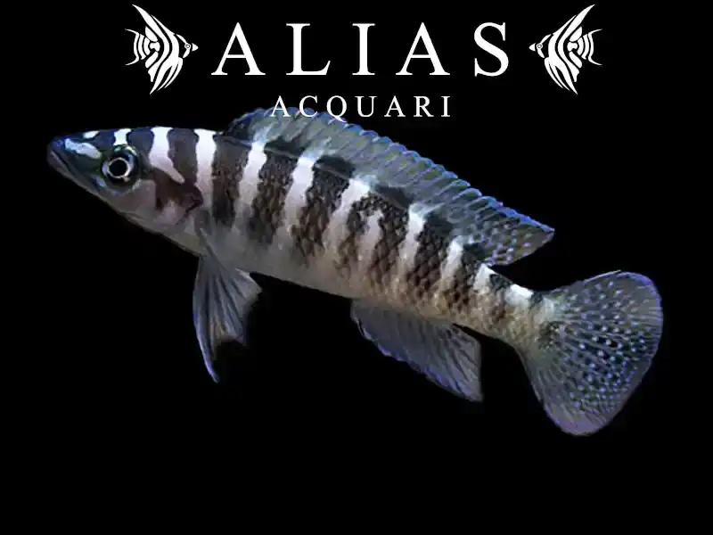Neolamprologus cylindricus
