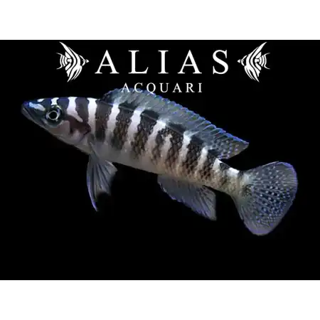Neolamprologus cylindricus