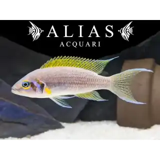 Neolamprologus daffodi