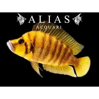 Altolamprologus compressiceps Gold